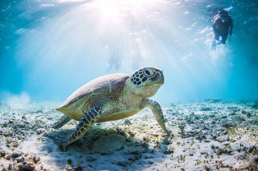 Snorkeling with turtle - Scubafish