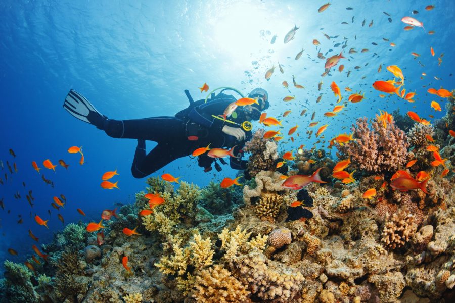 Scuba diving. Beautiful sea life. Underwater scene with young women, scuba diver, explore and enjoy at coral reef. School of red sea fish (scalefin anthias).
